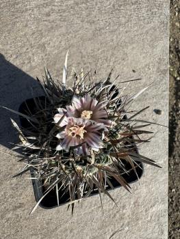 Stenocactus erectocentrus